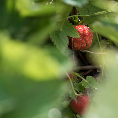 Lokaal geproduceerd; Grow your own! 