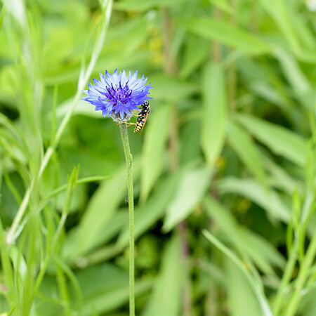 Onze binnentuin, oase van rust 
