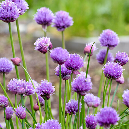 Onze binnentuin, oase van rust 